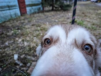 Close-up portrait of a dog