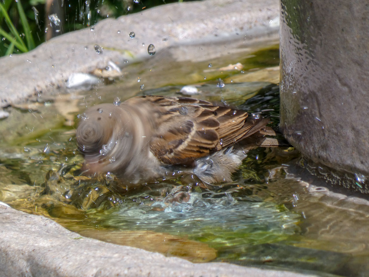 HIGH ANGLE VIEW OF BIRDS SWIMMING IN LAKE