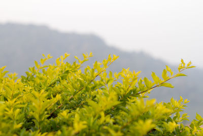 Close-up of yellow flowers growing in field