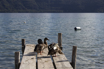 Ducks swimming in lake