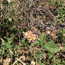 Close-up of flowers blooming outdoors