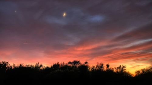 Silhouette of trees at sunset