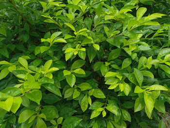 Full frame shot of leaves on plant