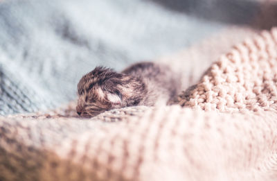 Close-up of a dog sleeping