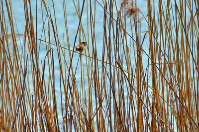 Bird perching on leaf