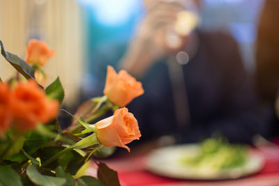 Close-up of rose flower bouquet