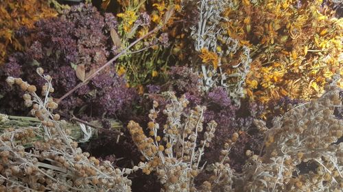 Close-up of coral in sea