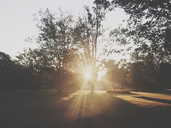 Sun shining through trees