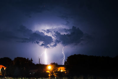 View of illuminated trees at night