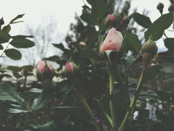 Close-up of pink flower