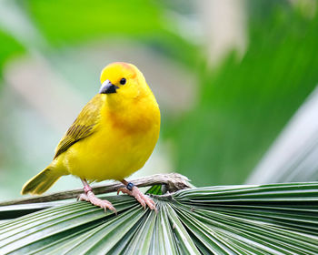 Close-up of bird perching on leaf