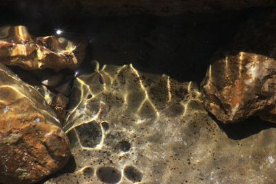 Close-up of fish swimming in sea