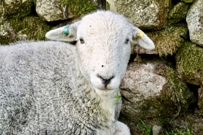 Close-up of sheep on rock