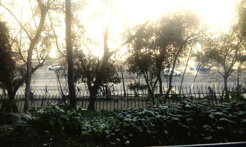 Trees growing in forest against sky