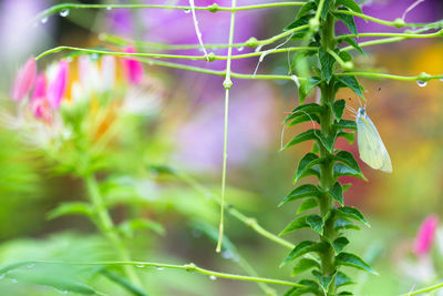 Close-up of fresh green plant leaves