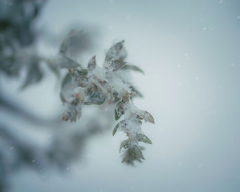 Close-up of frozen plant