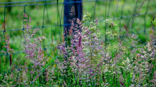 Close-up of purple flowering plants on field