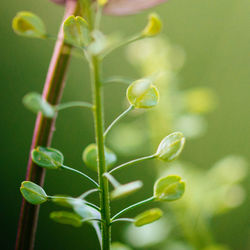 Close-up of leaves