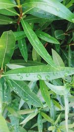 Full frame shot of wet plants