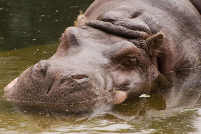 Close-up of elephant in water