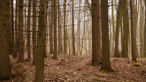 Trees in forest