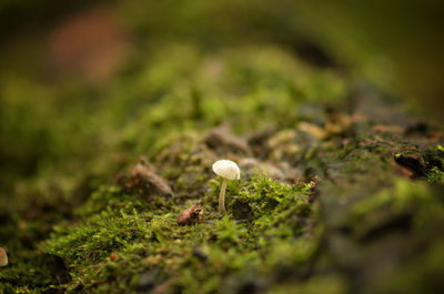 Close-up of mushrooms on field