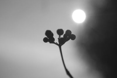 Low angle view of silhouette plant against sky