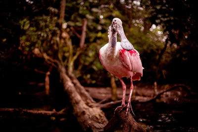 Bird standing on a tree