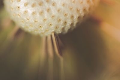 Close-up of insect on flower