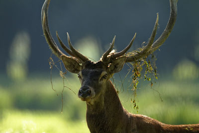 Deer rut in kopacki rit, croatia