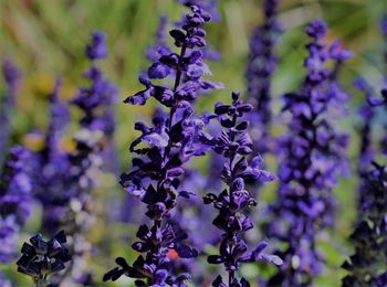 Close-up of purple flowering plant