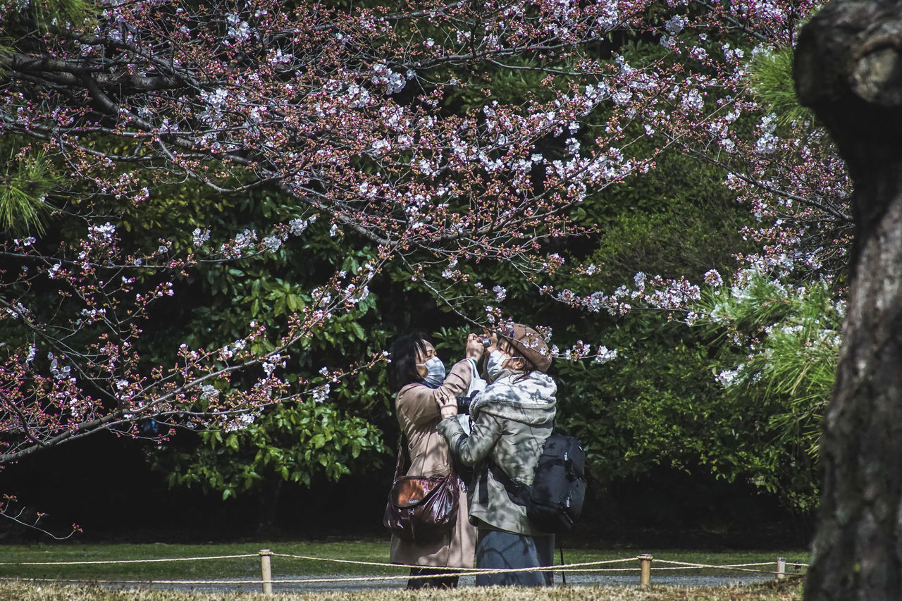 LOW ANGLE VIEW OF PEOPLE ON CHERRY TREE