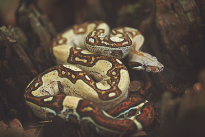 Close-up of snake