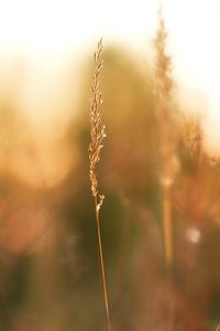 Close-up of plant on field against sky