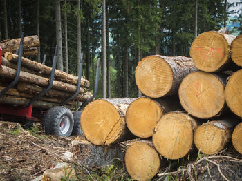 Wide-angle close-up view of a timber loading area in a forest in bavaria.