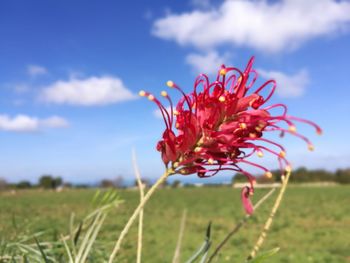 Close-up of red flower on field against sky