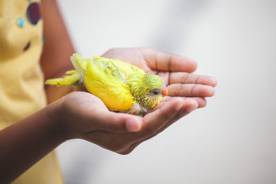 Close-up of a hand holding a bird