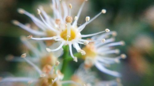 Close-up of flower in water