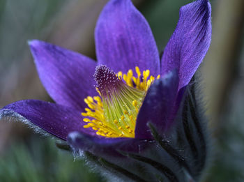 Close-up of wet purple iris flower