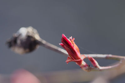 Close-up of pink flower bud