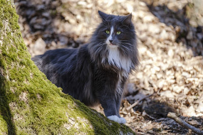 Norwegian forest cat in wilderness