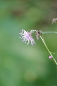 Close-up of purple flowering plant