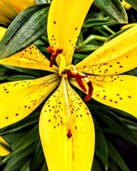Close-up of yellow flower growing on plant