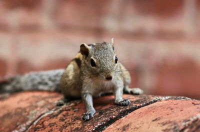 Close-up portrait of squirrel on wall