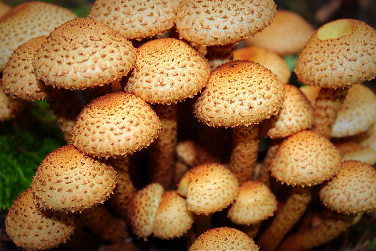 mushroom, close-up, fungus, freshness, focus on foreground, nature, brown, abundance, full frame, no people, food and drink, selective focus, backgrounds, food, day, edible mushroom, natural pattern, outdoors, high angle view, beauty in nature