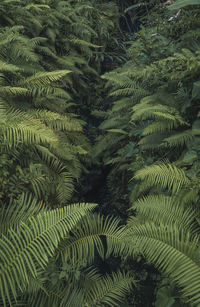 High angle view of palm tree leaves