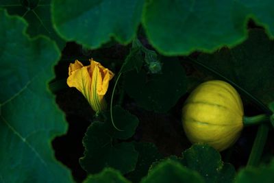 Close-up of yellow rose on leaf