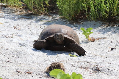 Close-up of turtle on ground