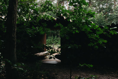 Abandoned building by trees in forest