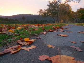 Surface level of dry leaves on land against sky during autumn